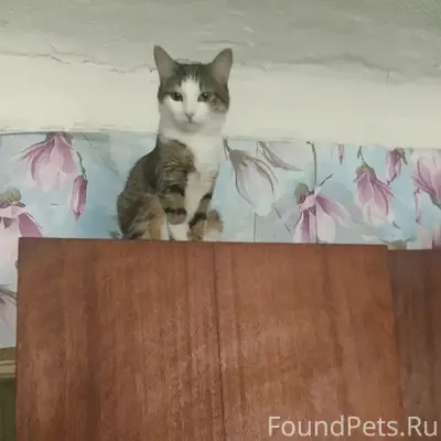 Пропала кошка, неизвестно где