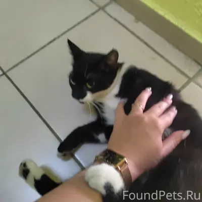 Найдена кошка, 14 дом, 4 подъезд