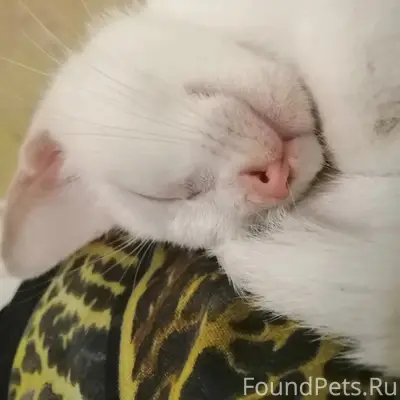 Пропала кошка белого окраса