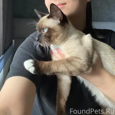 Пропал кот Барсик, ул. Морозова