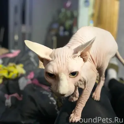 Пропала кошка Лола, Слободка, ул. Халтурина