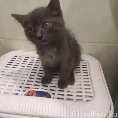 Найден котёнок-мальчик, центральный район