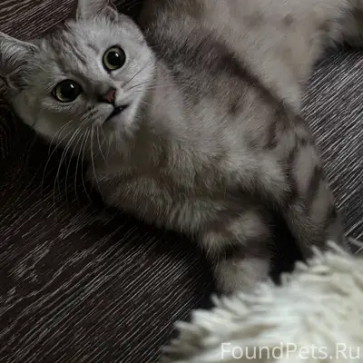 Пропала кошка Норка, район железнодорожного переезда