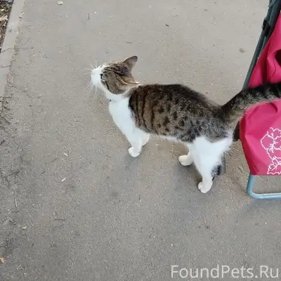 Найден кот
