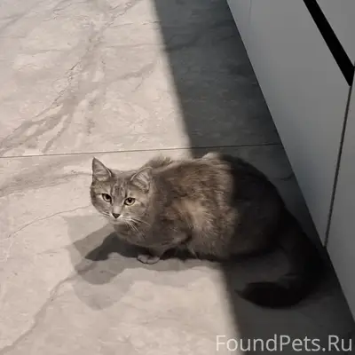 Пропала кошка