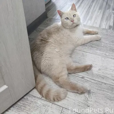 Найден кот, мкр. Западный 13
