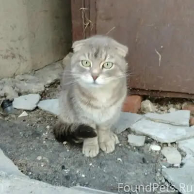 Найдена вислоухая кошка, Петрова-Ленинский проспект