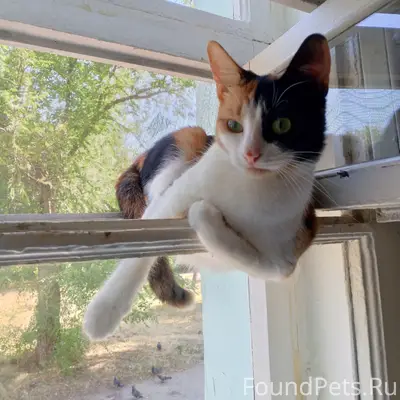 Пропала трёхцветная кошка Феня, 19 партсъезда