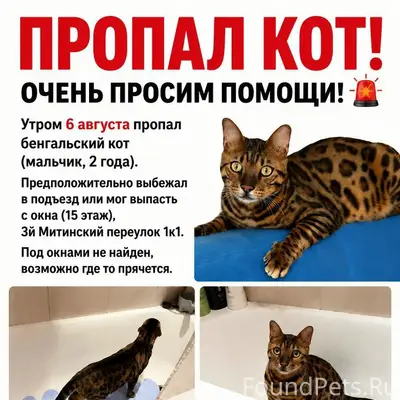 Пропал бенгал Лео, Митино