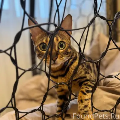 Пропала бенгальская кошка Шоня, деревня Костомарово