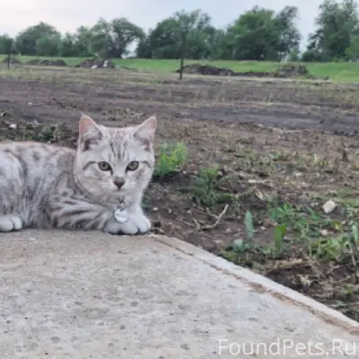 Пропал котёнок Том, м-н Никольский