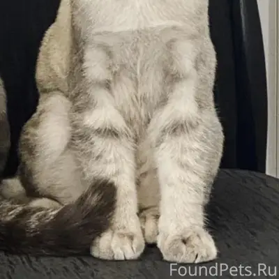 Пропала кошечка