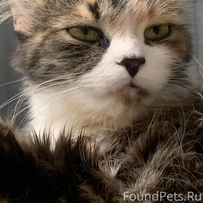 Пропала кошка, Космонавтов 10