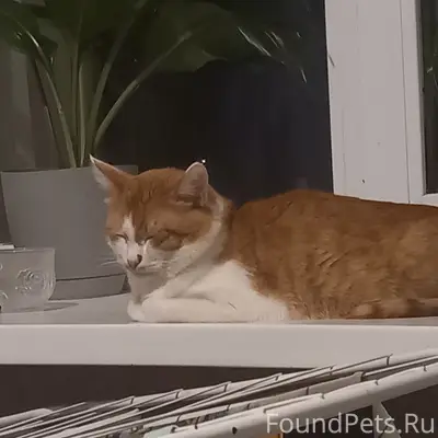 Пропал кот Персик, район ул. Малые Ключи