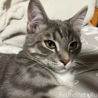Пропал котёнок, 29 Северной