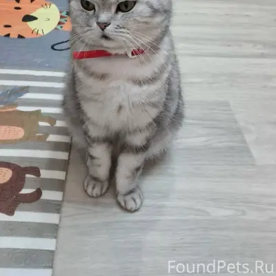 Пропала кошка, ул. Заки Валиди