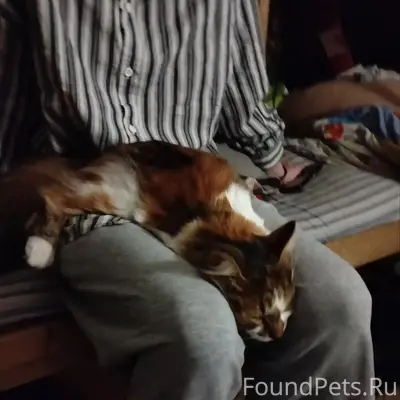 Пропала трёхцветная кошка Маки, Видное