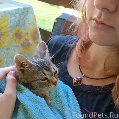 Найден котёнок, дер. Бор