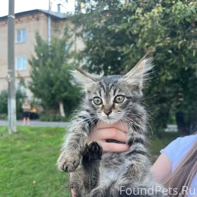 Найден котёнок, улица Садовая