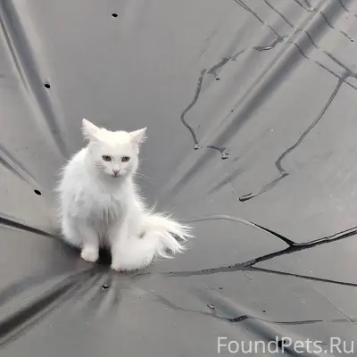 Пропала кошка, ул. Тимирязева