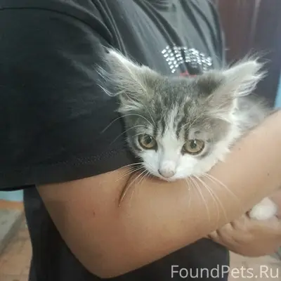 Найден котёнок-мальчик, ласковый