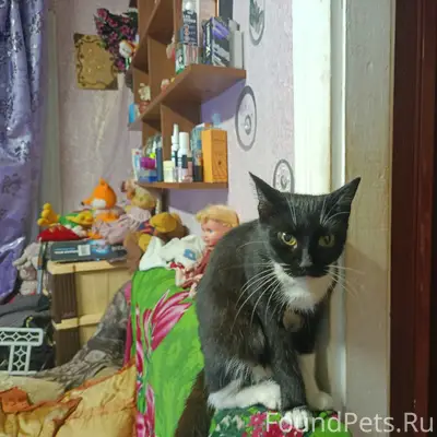 Пропала кошка Марфа, ул. Мира