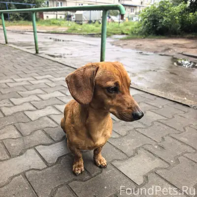 Пропала собака, [место не указано]