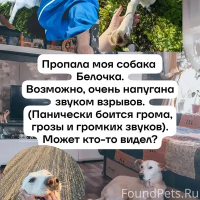 Пропала собака Белка, д. Вакуриха