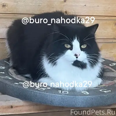 Пропал котик Арчи, 3-й Лесозавод