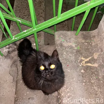 Найдена кошка, ласковый домашний питомец