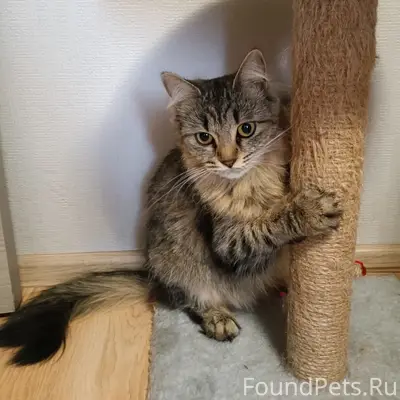 Пропала кошка Буся
