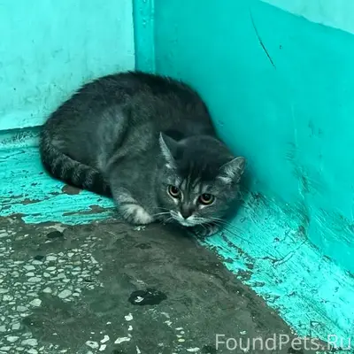 Найдена кошка, Заволжье новый город