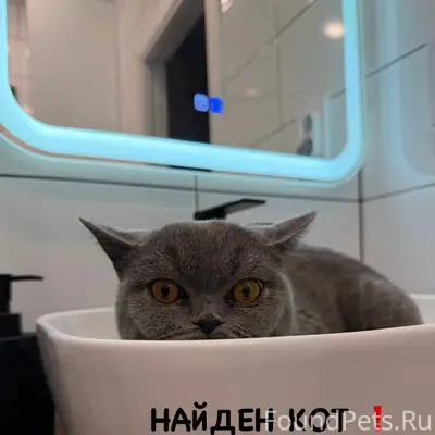 Найден кот, район улицы Никитова