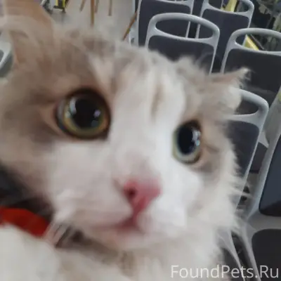 Найден кот, депо на Марата 1