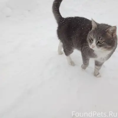 Пропал кот, д. Березовка