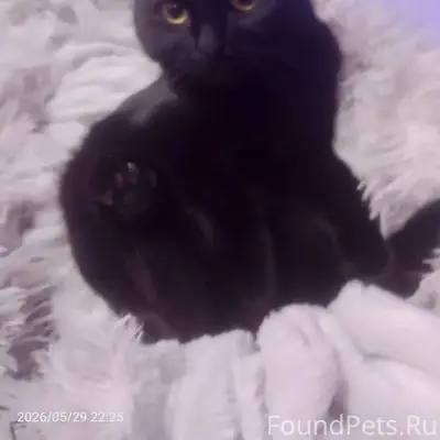 Пропала кошка Соня, деревня Сорокино