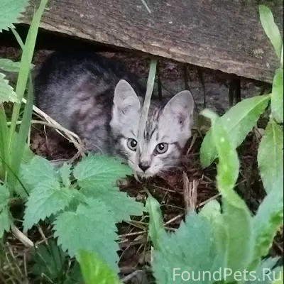 Найден котёнок, Ворошилова