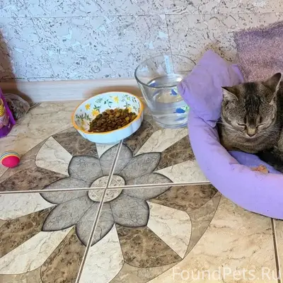Серенький котик год, шотландский, серенький как ежик, носик приплюснутый крупные глаза