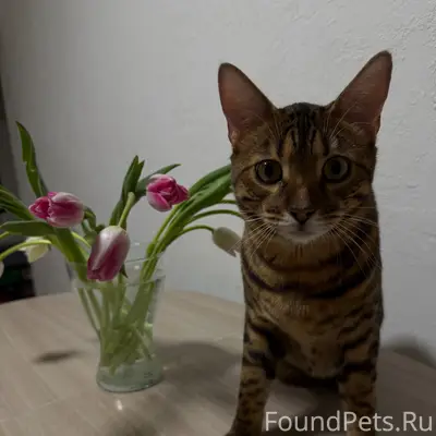 Пропал бенгальский кот Володя, снт Птицевод-2