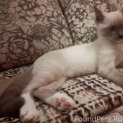 Найден котенок, похож на сиамского, 4 мкр