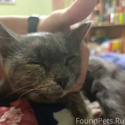 Найден котёнок, Гайва