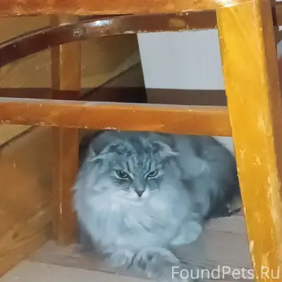 Найдена шотландская вислоухая кошка, Шелехов