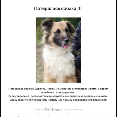 Пропала собака, Пролетарский район