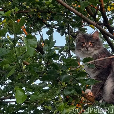 Пропала кошка, похожа на сибирскую, Домодедово