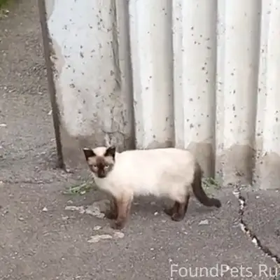 Нашли кота или кошку.