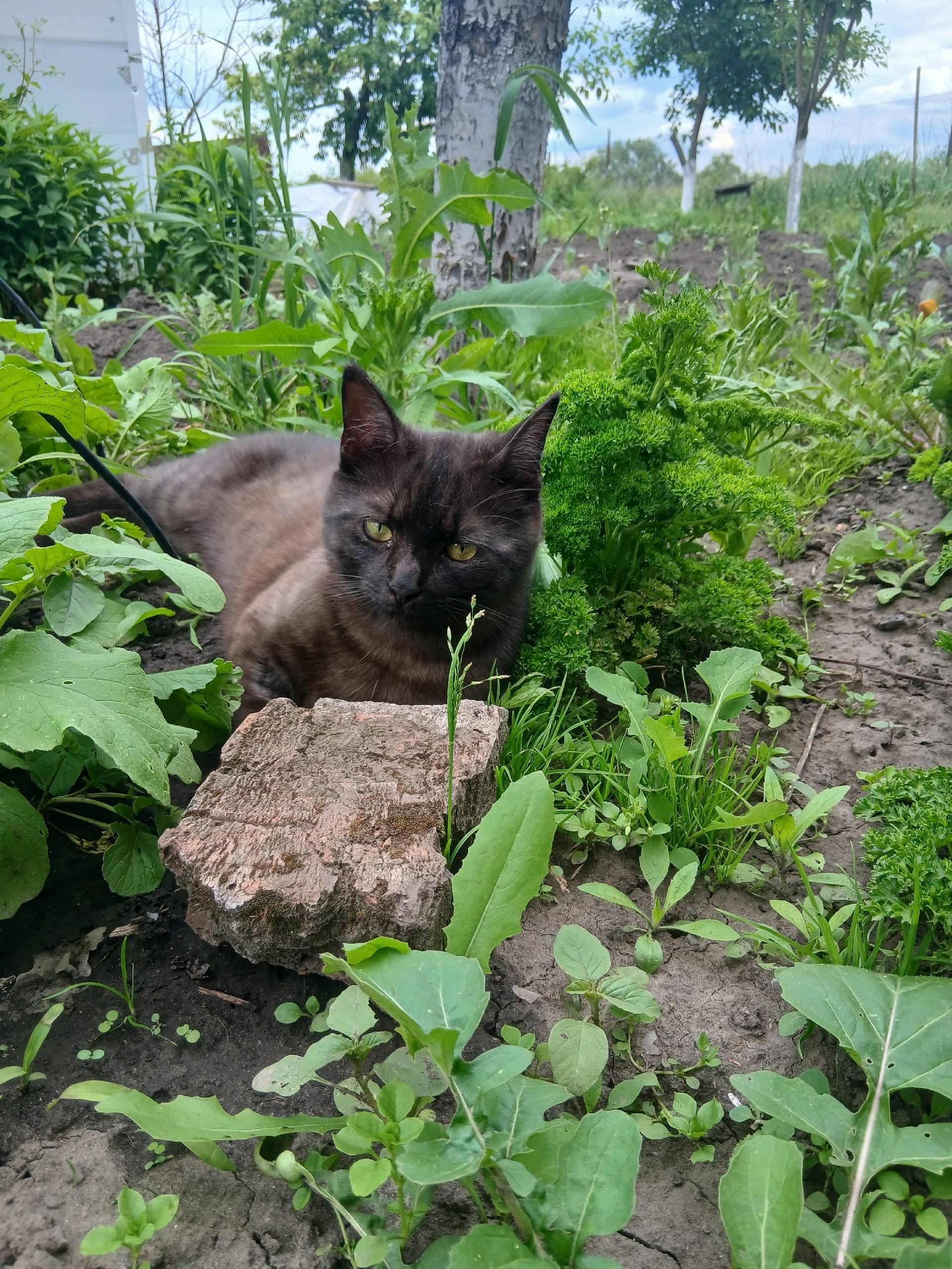 Пропал кот, Октябрьский район, пос. Прямицыно