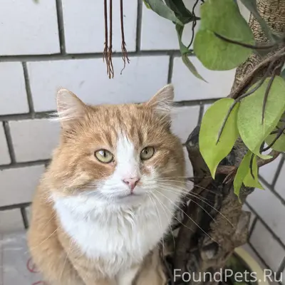 Пропал кот Рыжик, Зубово