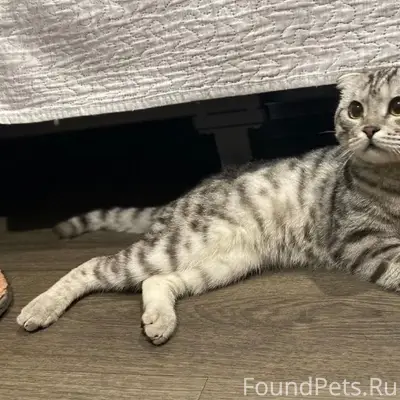 Найден шотландский вислоухий кот