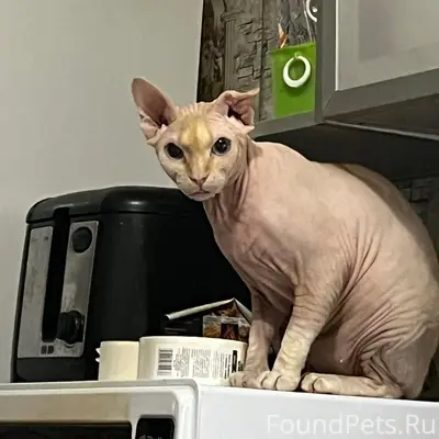 Пропал кот, свяжитесь по номеру 89082934959