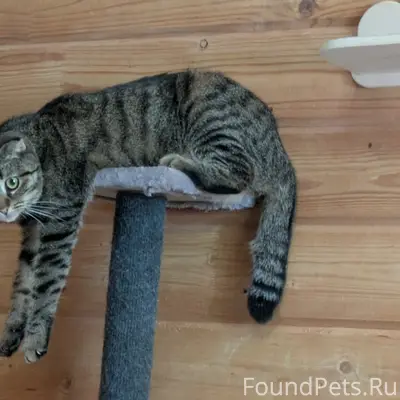 Пропала кошка Нотка, переулок Виноградный